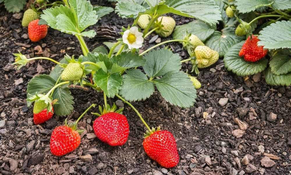 Commandez vos fraisiers pour des récoltes gourmandes années après années !