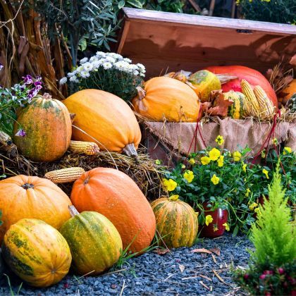 Le calendrier potager - Octobre