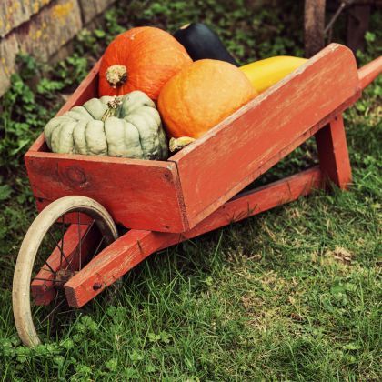 Comment récolter et bien conserver les courges ?
