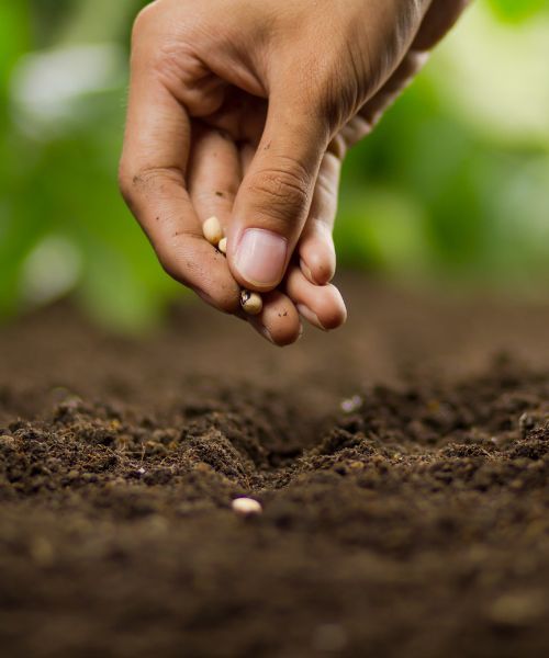 Calendrier potager : Septembre