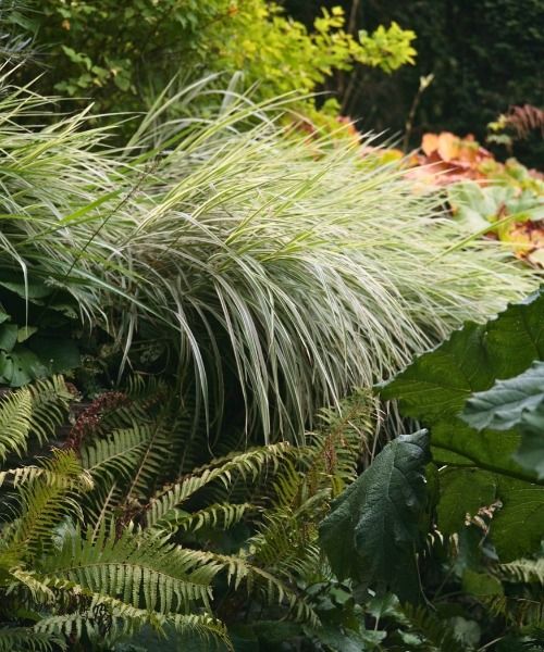 Jusqu'à -30% sur une sélection de plantes !
