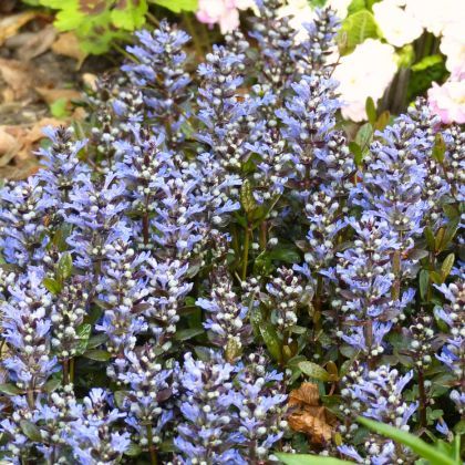 7 vivaces précoces, à planter en octobre