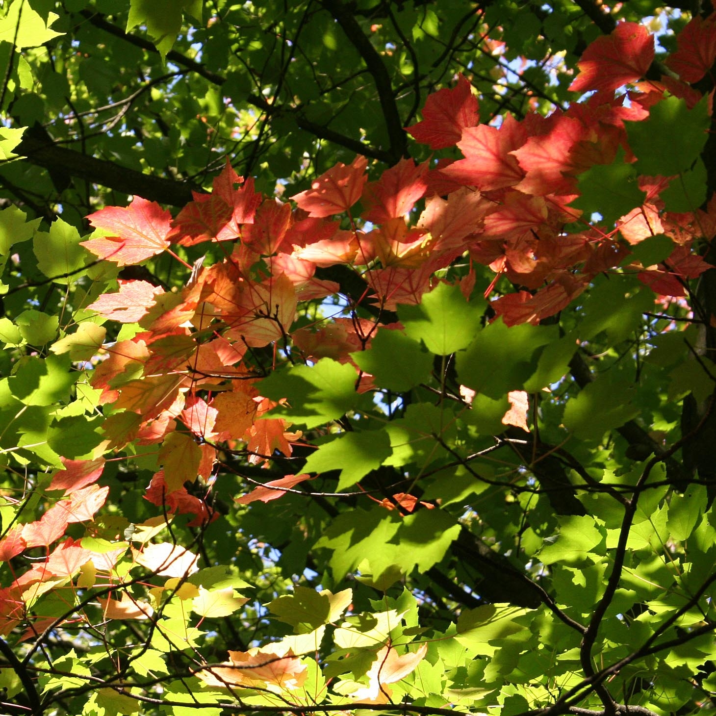 Érable rouge - Acer rubrum - Arbre de taille moyenne au feuillage rouge ...