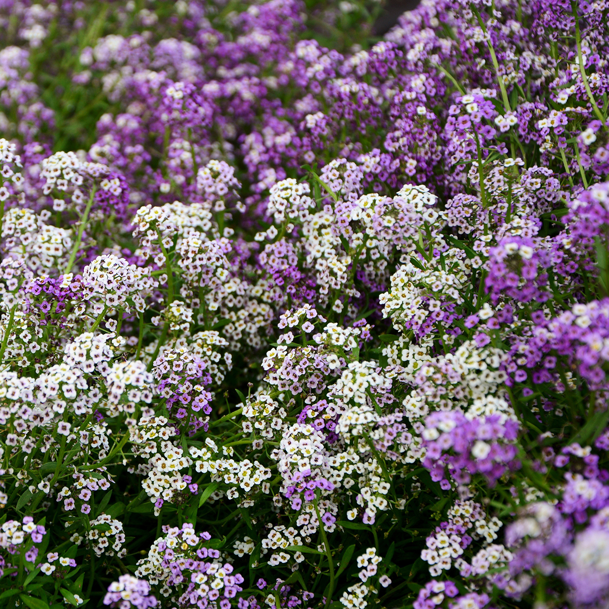 Graines Alysse Odorant Magic Circle – 200 Graines – Mélange De Couleurs – Parfum Miel – Plante Annuelle Tapissante