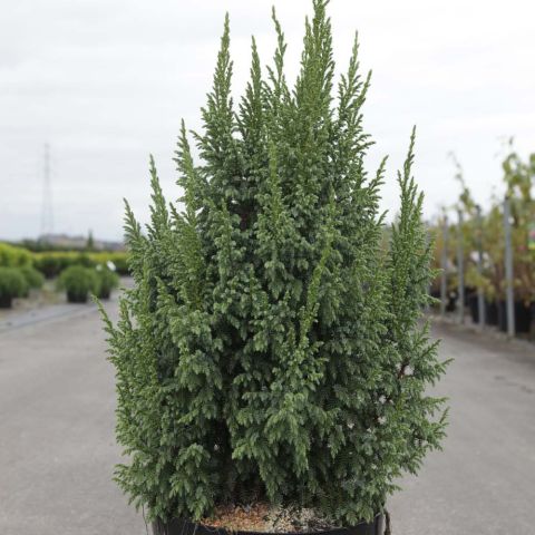 Juniperus squamata 'Loderi' North American Rock Garden Society