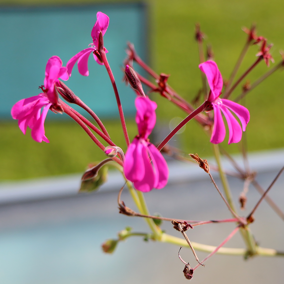 Pelargonium reniforme - Geranium sud africain à feuilles en forme de ...