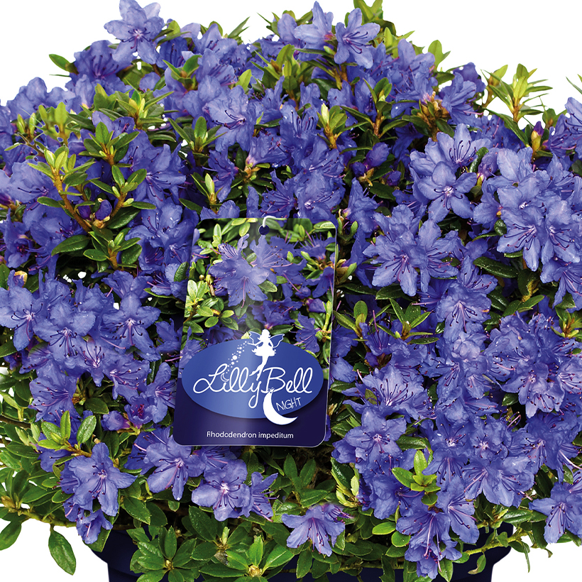 Rhododendron impeditum Lilly Bell Night - Cultivar nain à fleurs bleu