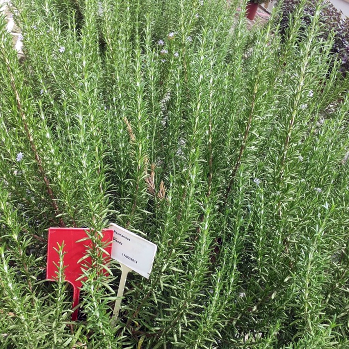 Graines De Romarin Bio SAFLAX - 40 Graines, Rosmarinus Officinalis, Pour Jardin Aromatique Et Cuisine