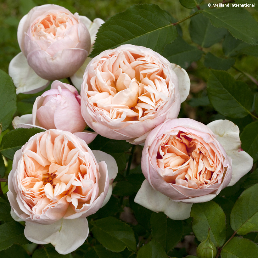 Rosa Belle Romantica Meigapencey - Rosier buisson à grandes fleurs rose
