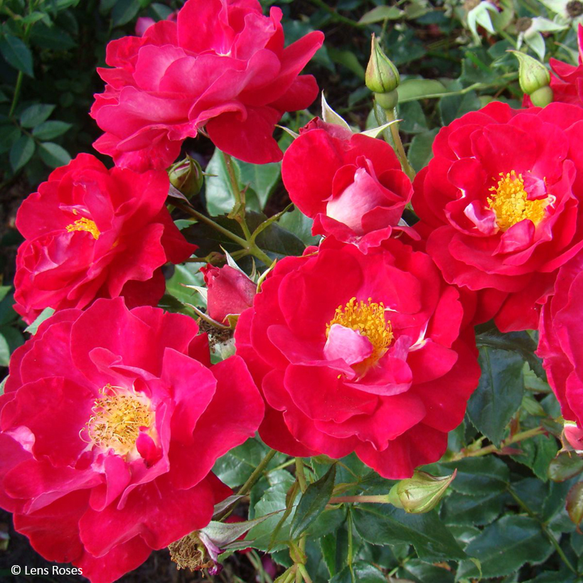 Rosier Boules Rouges Rosier Garance VEL13fmela - Rosier Lens arbustif aux grandes fleurs ...