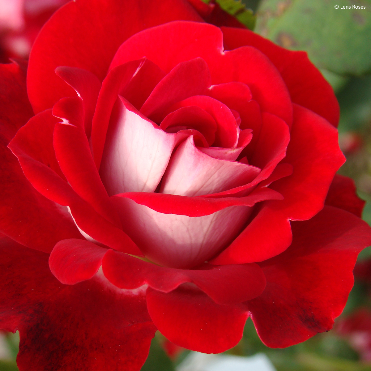 Rosier Boules Rouges Rosier Pirouette - Arbuste moderne aux bouquets de fleurs bicolores ...