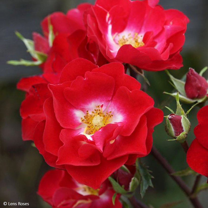 Rosier Boules Rouges Rosier Rosy Boom rouge La Belle Rouge - Buisson paysager à fleurs rouges