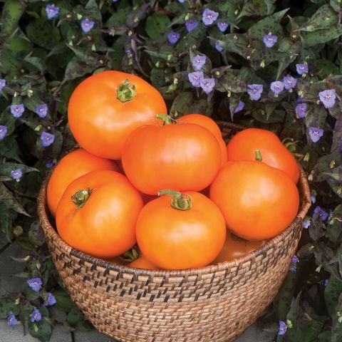 Tomate Orange Wellington F1 - Graines - Variété de tomate orange ...