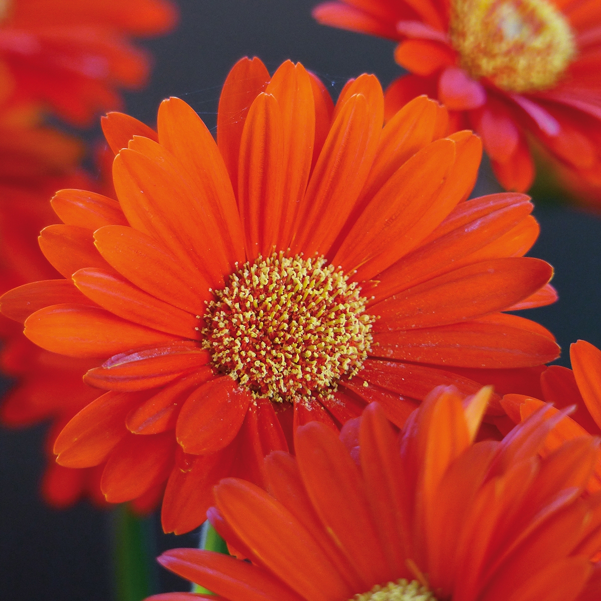 Gerbera Garvinea Sweet Sweet Glow - Vivace, semi rustique, à fleurs orange