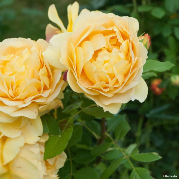 Rosa Golden Celebration® - Ausgold - Obtention David Austin® - Des