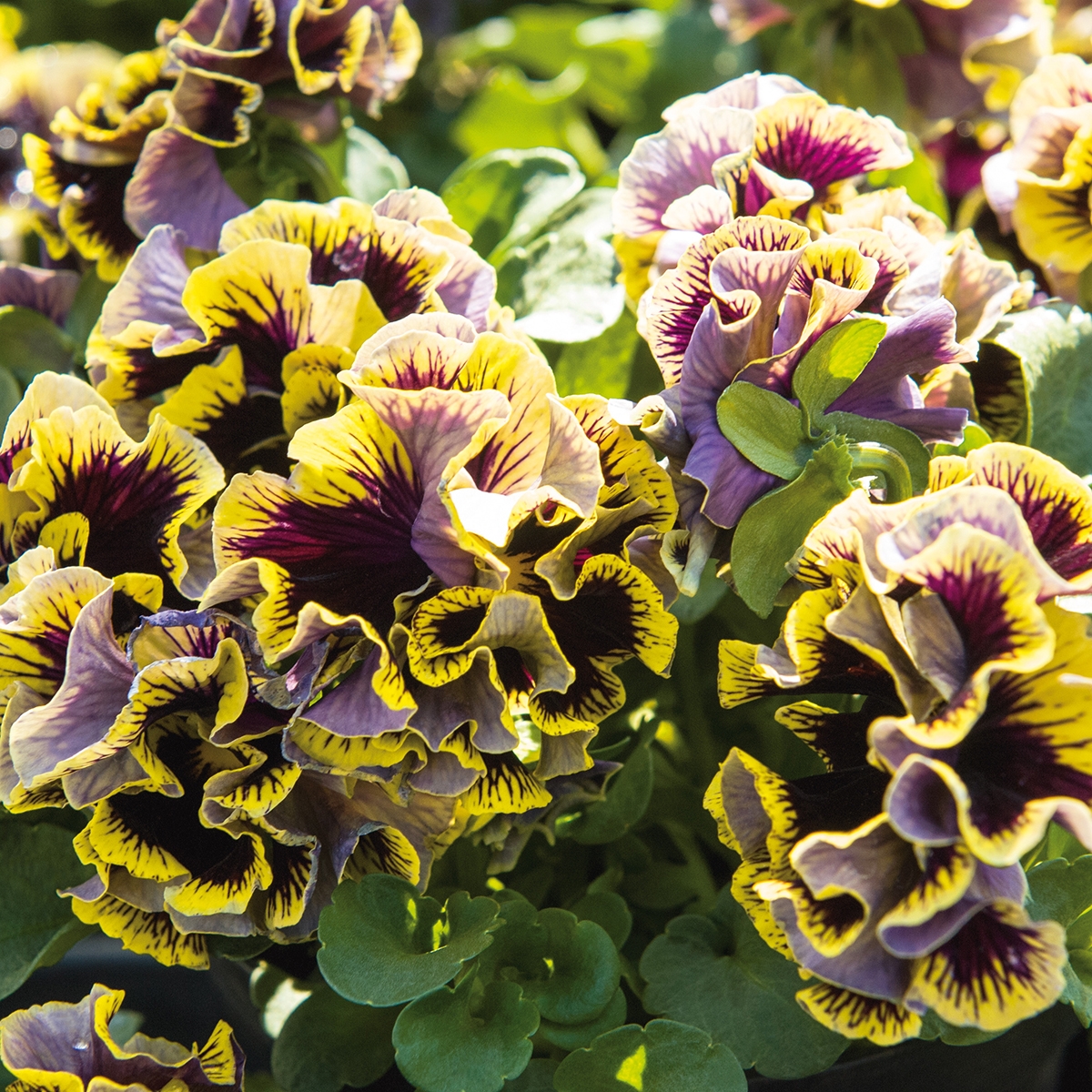 Viola Ruffles Viola Ruffles Dark Heart - Pensée à grandes fleurs doubles tricolores ...