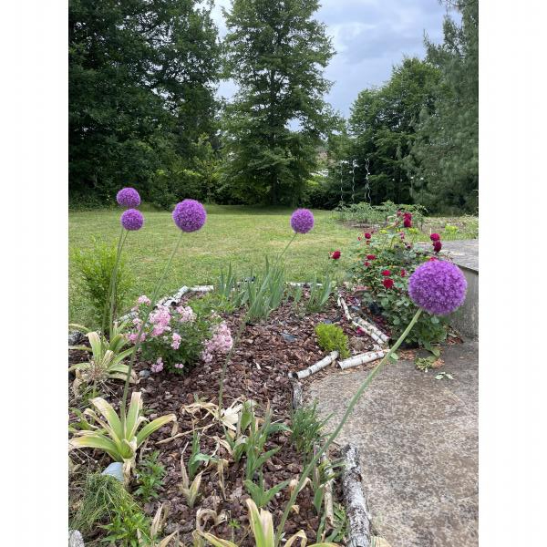 Ail d'ornement géant Allium giganteum aux boules de fleurs lilas — free download