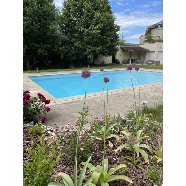Ail d'ornement géant Allium giganteum aux boules de fleurs lilas — free download