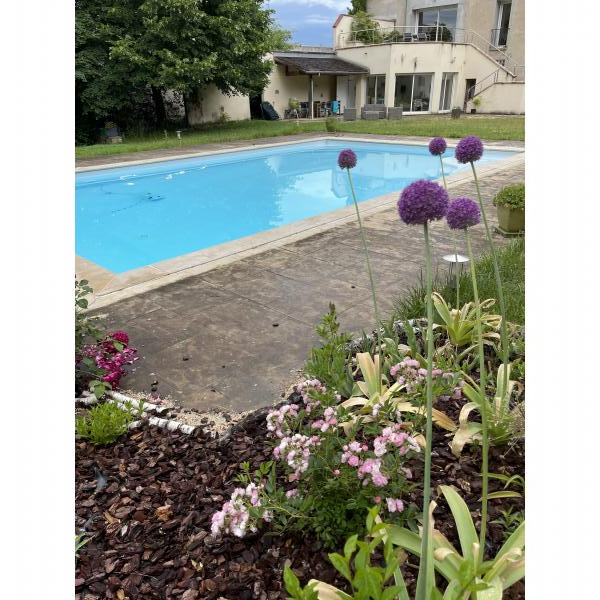 Ail d'ornement géant Allium giganteum aux boules de fleurs lilas — free download