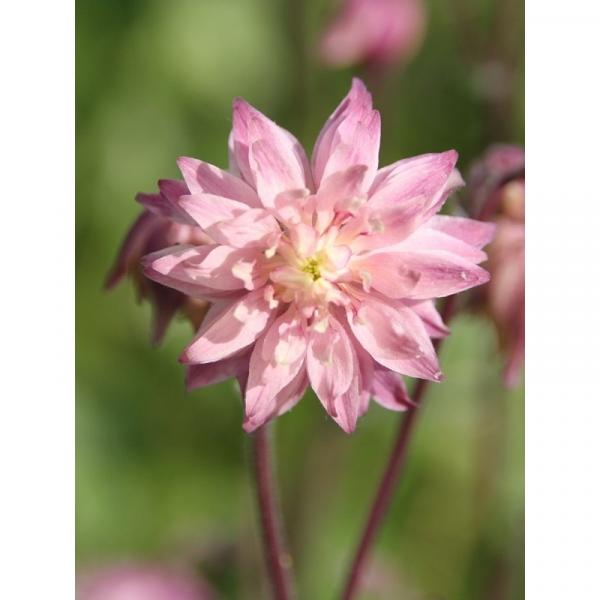 Ancolie Clementine Salmon Rose Aquilegia vulgaris Aquilegia