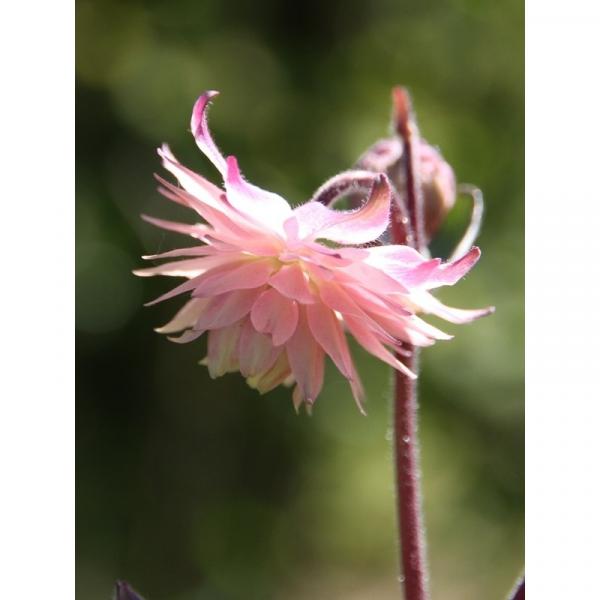 Ancolie Clementine Salmon Rose Aquilegia vulgaris Aquilegia