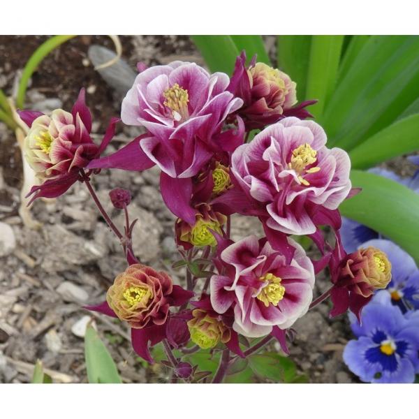 Ancolie rouge et blanche Aquilegia vulgaris Winky Red White Des