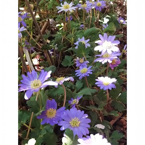 Anémone Blanda Bleue | Peter Nyssen