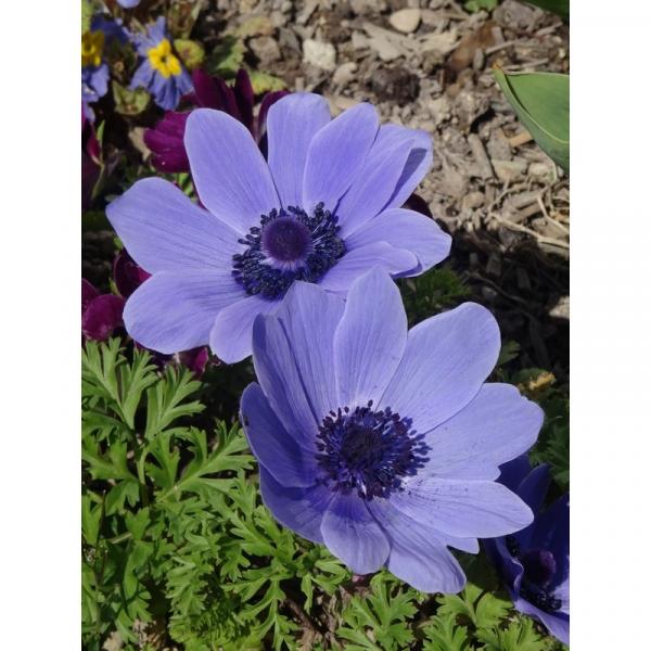Anémone de Caen Lord Lieutenant - Anémone des fleuristes à fleurs bleues