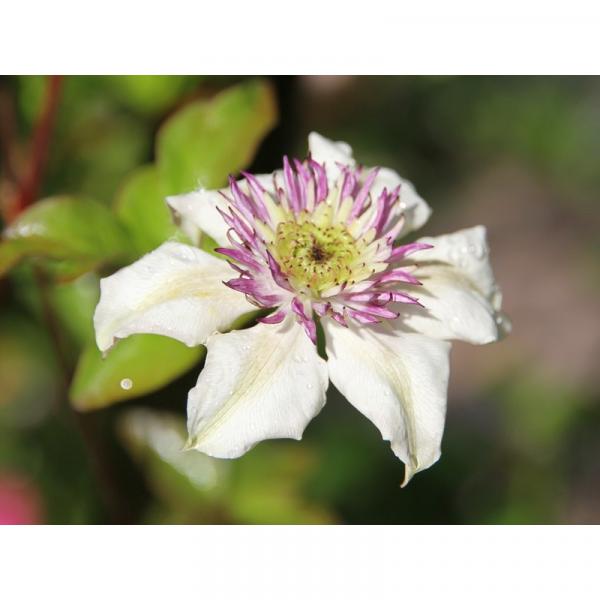 Clematis florida Sieboldii