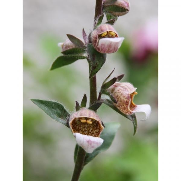 Digitalis lanata Digitale laineuse De curieuses fleurs Digitalis lanata Digitale laineuse De curieuses fleurs
