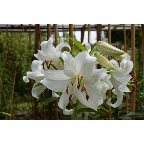 Lilium x Casablanca Lis Hybride oriental des couronnes de grandes