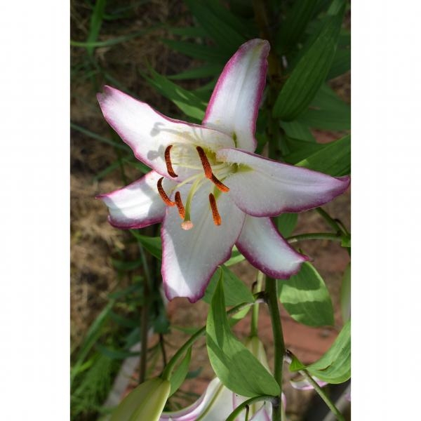 Lis oriental Lilium Hotline