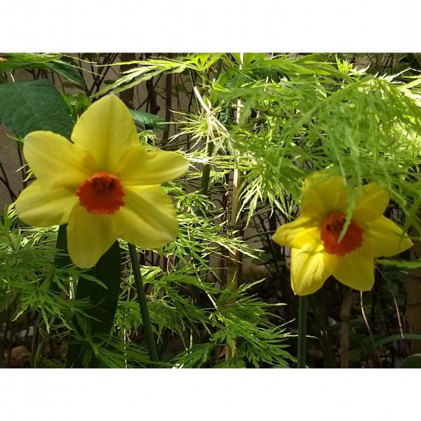 Narcissus Loveday Narcisse à grandes fleurs jaunes et oranges.