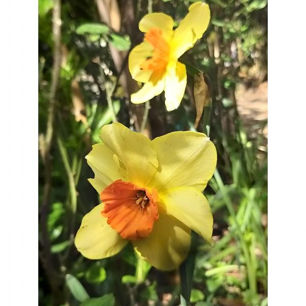 Narcissus Loveday Narcisse à grandes fleurs jaunes et oranges.