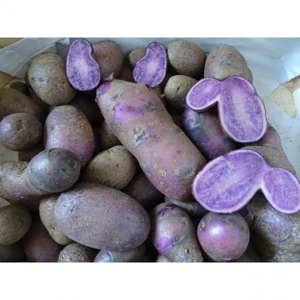 Pomme De Terre Bleue Dartois