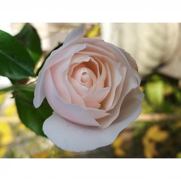 Rosier Iceberg, Fée des neiges : le plus beau des rosiers blancs à ...