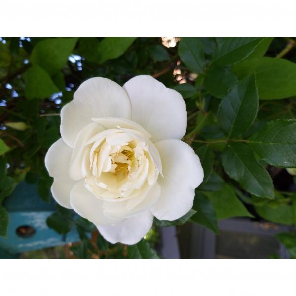 Rosier Iceberg, Fée des neiges : le plus beau des rosiers blancs à ...