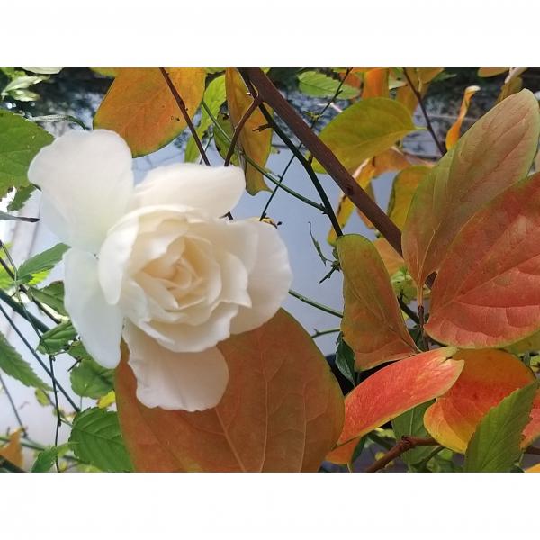 Rosier Iceberg, Fée des neiges : le plus beau des rosiers blancs à ...