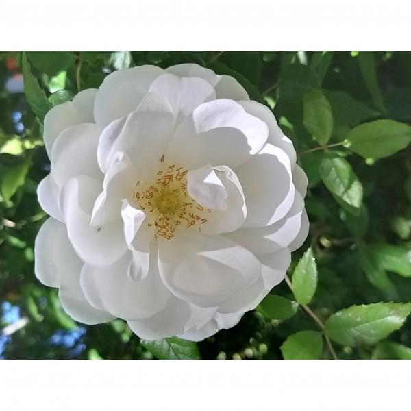 Rosier Iceberg, Fée des neiges : le plus beau des rosiers blancs à ...