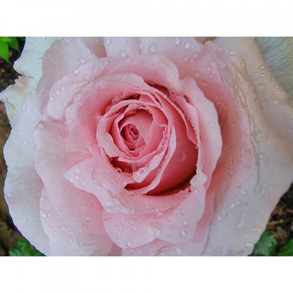 Rosier André Le Nôtre Meiceppus Rosier buisson à grande fleur rose — free download