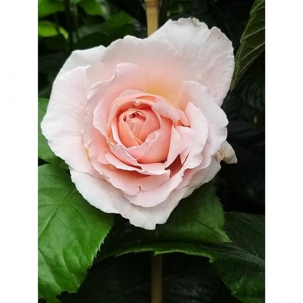 Rosier André Le Nôtre Meiceppus Rosier buisson à grande fleur rose — free download