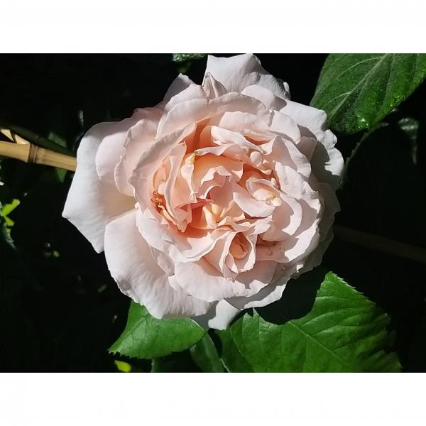 Rosier André Le Nôtre Meiceppus Rosier buisson à grande fleur rose — free download