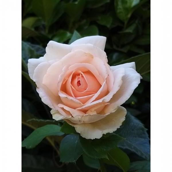 Rosier André Le Nôtre Meiceppus Rosier buisson à grande fleur rose — free download