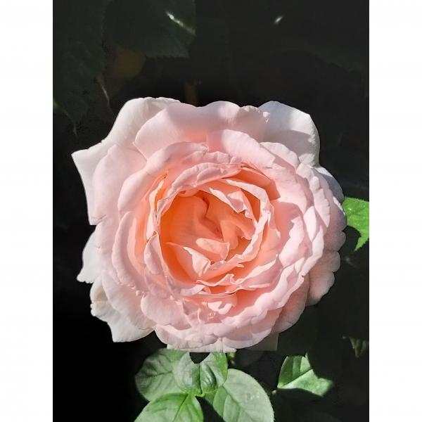 Rosier André Le Nôtre Meiceppus Rosier buisson à grande fleur rose — free download
