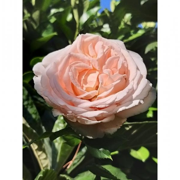 Rosier André Le Nôtre Meiceppus Rosier buisson à grande fleur rose — free download