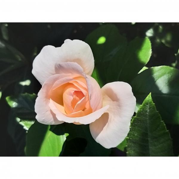 Rosier André Le Nôtre Meiceppus Rosier buisson à grande fleur rose — free download