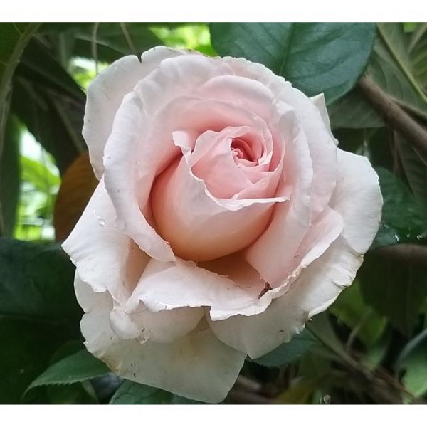 Rosier André Le Nôtre Meiceppus Rosier buisson à grande fleur rose — free download