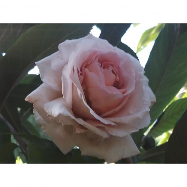 Rosier André Le Nôtre Meiceppus Rosier buisson à grande fleur rose — free download