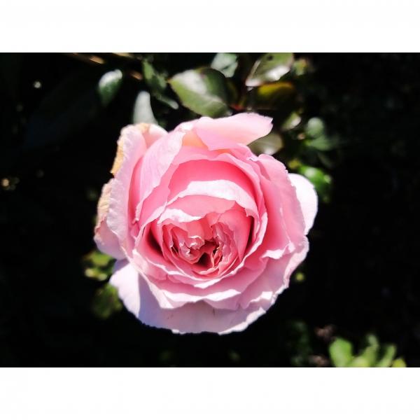 Rosier André Le Nôtre Meiceppus Rosier buisson à grande fleur rose — free download