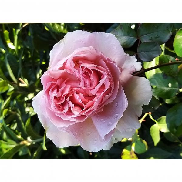 Rosier André Le Nôtre Meiceppus Rosier buisson à grande fleur rose — free download